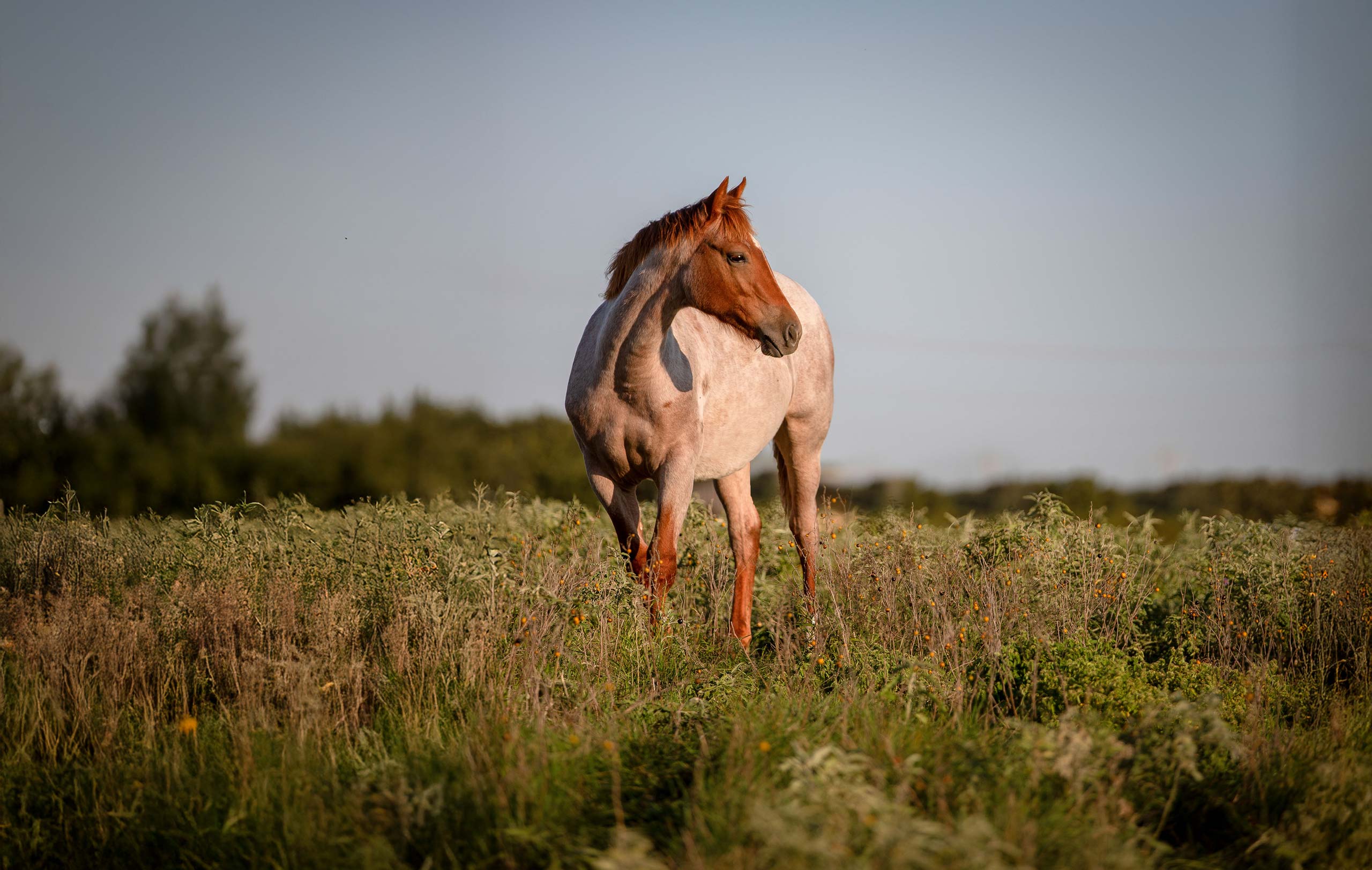 J Five Horse Ranch photo 16